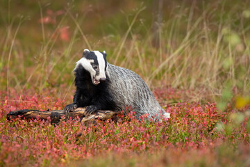 European badger (Meles meles), also known as the Eurasian badger, is a badger species in the family Mustelidae native to Europe and West Asia and parts of Central Asia © Milan