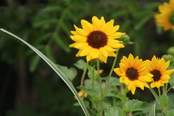 花壇のミニ向日葵