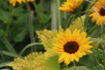 花壇のミニ向日葵