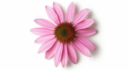 Obraz premium close-up of an echinacea flower with pink petals, top view, isolated on a white background, used to enhance immunity 