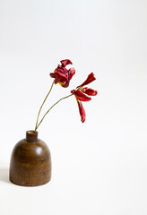 Still life of dried tulips in wood vase.