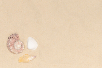 Sandy beach background with seashells. natural sand textured background. summer holiday vacations concept with empty space . resort beach. top view.