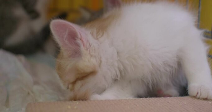 At the shelter, a cute kitten licks its tail next to its brothers. Little kittens were found abandoned on the street and found in shelters. The cute kittens were washed and fed at the shelter.