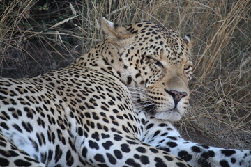 Grumpy leopard