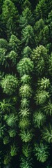 Fototapeta premium forest aerial