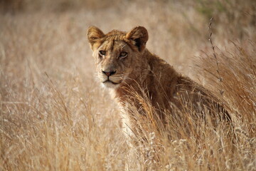 Lioness stare