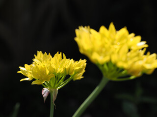 Yellow flowers of the garlic family scene against a dark background