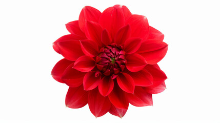 detailed red dahlia flower with layered petals, isolated on a white background, bold and striking 