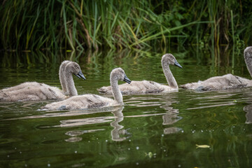 Cygnets swim in the river with green water plants perpendicular to the camera lens on a cloudy summer day.