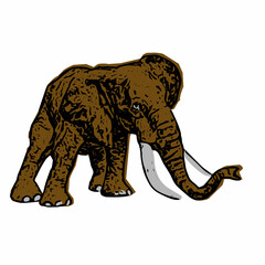 Elephant ilustration vector design template 