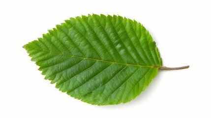 Obraz premium hornbeam leaf with double serrated edges, isolated on a white background, bright green and detailed 