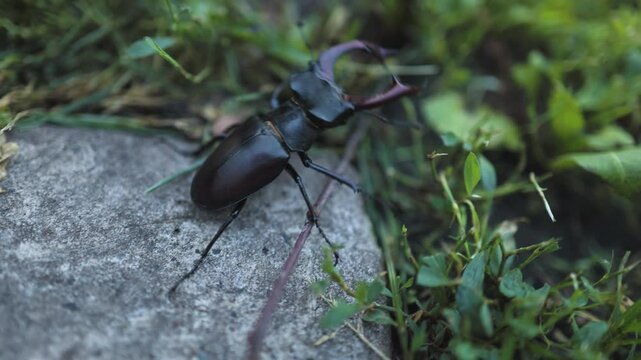 The European stag beetle Lucanus cervus: portrait of the body and of its enlarged mandibles.