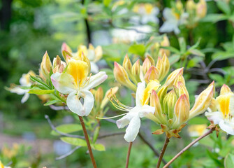 Pacific Rhododendron. Yellow California rhododendron. Blooming rhododendrons in the summer garden.