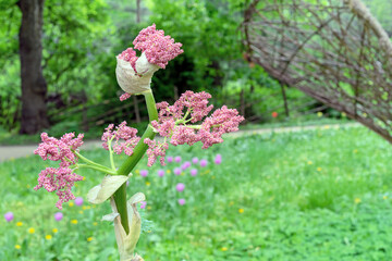 Rhubarb (Rheum rhabarbarum) flowering in a summer garden.