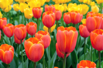 Orange tulips with yellow border in the spring garden.