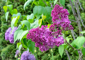 Purple Lilac flowers. Branch with blooming lilac. Delicate and fragrant Lilac flowers.