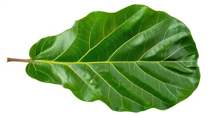 Obraz premium unique shape of a Fiddle Leaf Fig leaf, isolated on a white background, bold green and detailed texture 