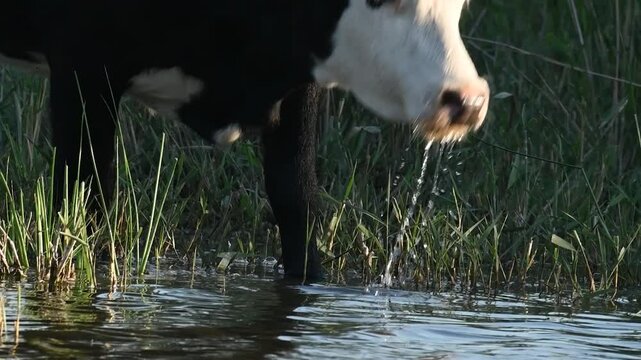 Brown cow drinking water on a sunny day Slow motion. Close up.