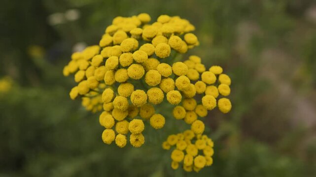 Yellow tansy flowers Tanacetum vulgare, common tansy, bitter button, cow bitter, or golden buttons in the green summer meadow. Wildflowers.