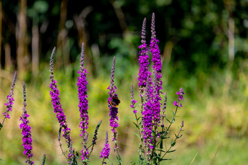 Selective focus of white pink flower with butterfly, Lythrum is a genus of flowering plants native to the temperate world, Commonly known as loosestrife, They are among genera of the family Lythraceae