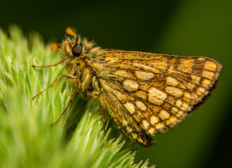 A yellow-brown moth with spotted wings sits on a spike in a thicket of meadow grass on a clear summer day.