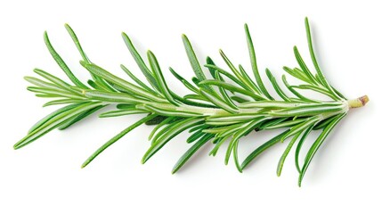 Fototapeta premium A close-up shot of a fresh rosemary sprig placed on a clean white surface
