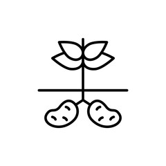 Potato plant outline icons, minimalist vector illustration ,simple transparent graphic element .Isolated on white background