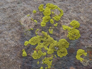 Lichens attached to stones 01