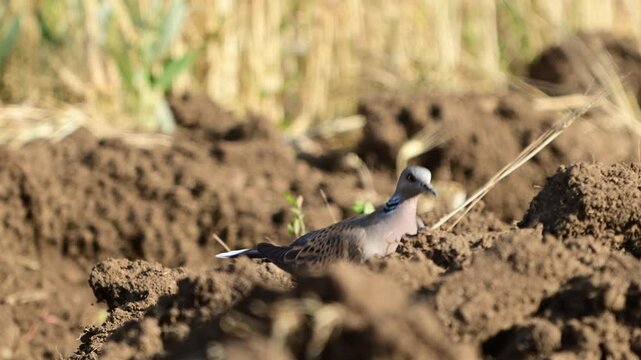 Alert european turtle dove, streptopelia turtur Slow motion.