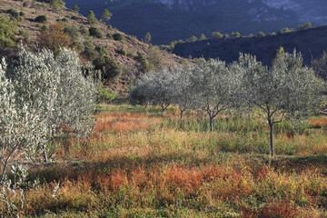 France, Ardèche region. Сolors of autumn. Olive tree plantation at sunset