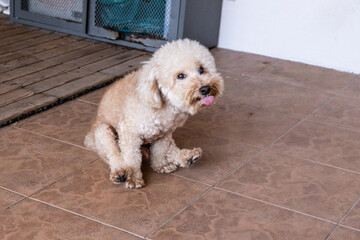 Poodle pet dog sliding butt on floor to relieve itch discomfort due to anal gland problem. Motion...