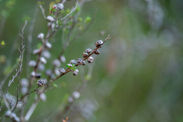beautiful gum Trees and shrubs in the Australian bush forest. Gumtrees and native plants growing in Australia in spring