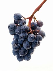 grapes isolated on white