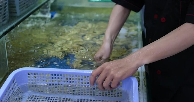 food shellfish. Mussels in a bowl with herbs, rotating on a turntable. Shellfish, seafood close-up
