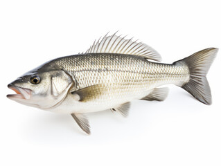 Fototapeta premium Fresh Whole Sea Bass on White Background