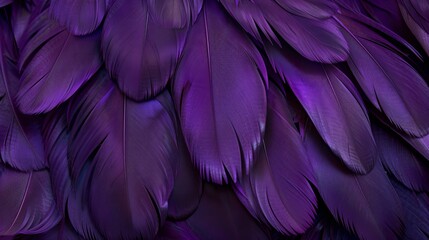 Close-up photo of purple chicken feathers. Can be used as a background or texture.
