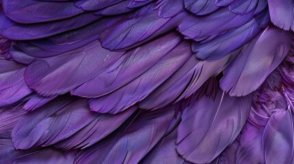 Fototapeta premium Close-up photo of purple chicken feathers. Can be used as a background or texture.