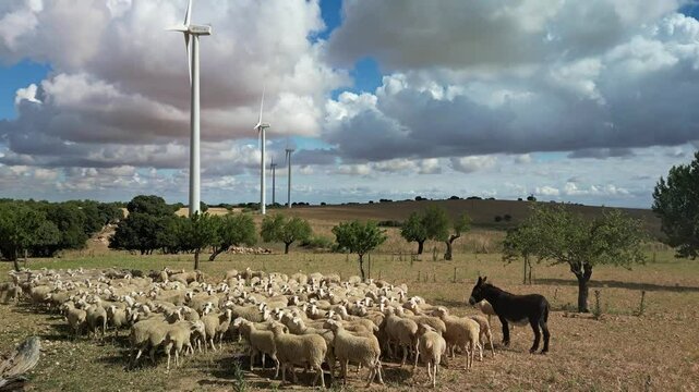 REBA&Ntilde;O DE OVEJAS CON BURRO