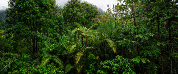 Tropical rain forest with green leaves