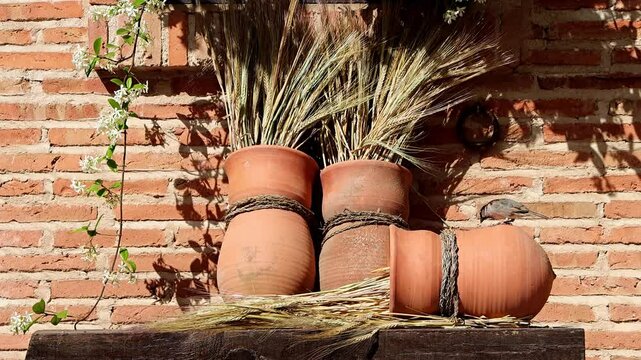 GORRION EN PATIO