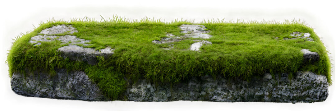 This detailed image features a realistic portrayal of mossy grass growing on top of a rock, set against a white background. The vibrant green moss and grass.