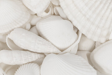 White seashells background texture. seashells and corals close up. seashells collection pattern