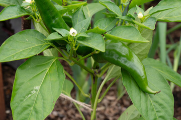 SWeet pepper 'Kapia' frowing on a small flowering plant in garden