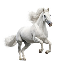 White Horse Running Freely