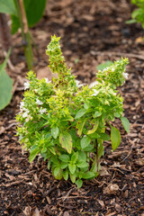 Small shrub of basil 'minette', culinary herb of mint family frown in garden