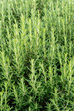 Salvia romarinus 'Arp', rosemary shrub growing in garden outdoors