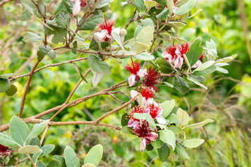 Feijoa sellowiana, white and purple petals and red stamen, flowering plant in the myrtle family,...