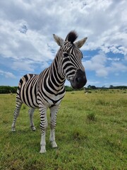 zebra in the wild