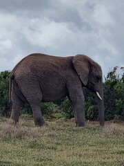 Obraz premium Elefant auf Reisen 