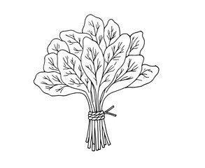 Spinach leaves. Detailed hand-drawn botanical drawing. Bunch of fresh spinach. Vector illustration isolated on white background.